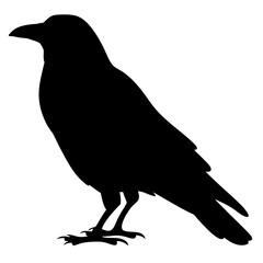 crow black silhouette icon - perfect for designs about jungle animals crow nature, wildlife, rainforest, vector art