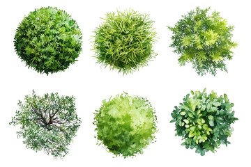 Overhead View of Lush Green Shrubs Isolated on Transparent Background