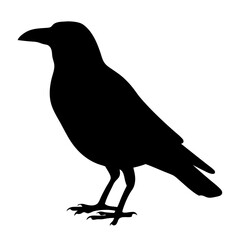 crow black silhouette icon - perfect for designs about jungle animals crow nature, wildlife, rainforest, vector art