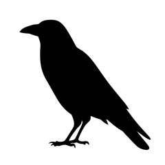 crow black silhouette icon - perfect for designs about jungle animals crow nature, wildlife, rainforest, vector art