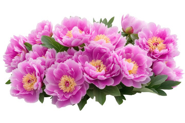 Obraz premium Pink Peonies Floral Arrangement on Transparent Background