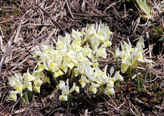 Blooming crocuses on flower bed