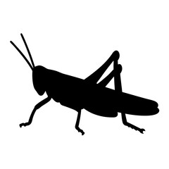 grasshopper black silhouette icon - perfect for designs about jungle animals grasshopper nature, wildlife, rainforest, vector art