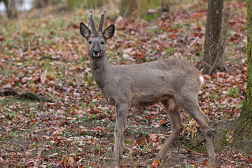Sarna europejska (Capreolus capreolus) roe deer
