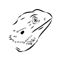 Agama Lizard hand drawing vector illustration isolated on white background