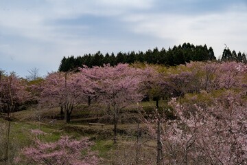 長湯温泉しだれ桜の里