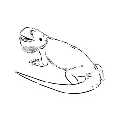 Agama Lizard hand drawing vector illustration isolated on white background