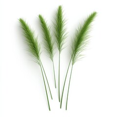 Fototapeta premium Green feather grass against white backdrop