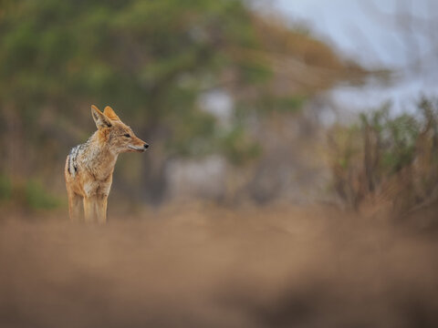 Black-backed jackal standing alert in open wild landscape with soft focus and natural earthy tones.