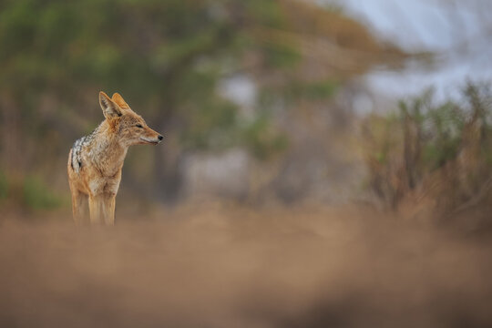Black-backed jackal standing alert in open wild landscape with soft focus and natural earthy tones.