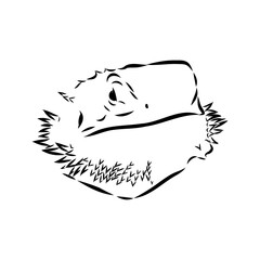 Agama Lizard hand drawing vector illustration isolated on white background