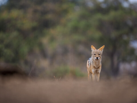 Fototapeta Black-backed jackal standing alert in open wild landscape with soft focus and natural earthy tones.