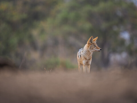 Black-backed jackal standing alert in open wild landscape with soft focus and natural earthy tones.