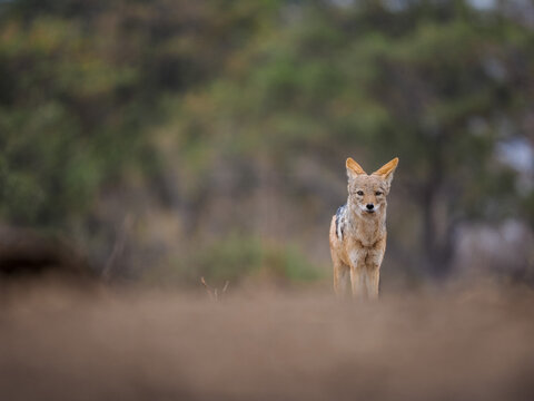 Black-backed jackal standing alert in open wild landscape with soft focus and natural earthy tones.