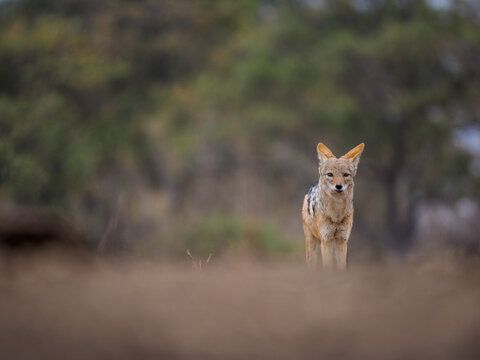 Black-backed jackal standing alert in open wild landscape with soft focus and natural earthy tones.