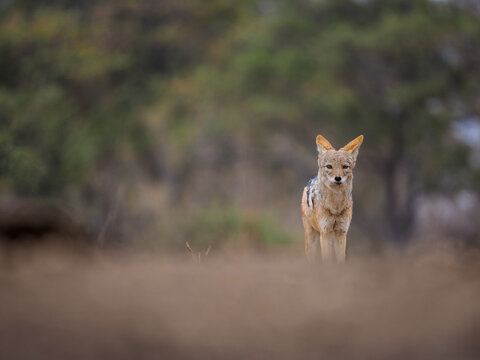 Black-backed jackal standing alert in open wild landscape with soft focus and natural earthy tones.