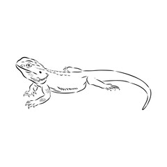 Agama Lizard hand drawing vector illustration isolated on white background