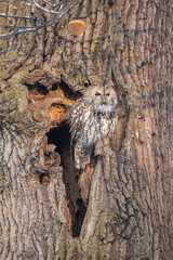 Tawny owl (Strix aluco). Strigidae family owl resting in hollow of thick tree trunk. Deciduous woodland with textured bark. Natural blend of feathers and bark enhances camouflage.