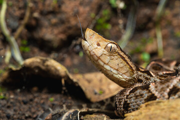 Fer-de-lance snake (Bothrops asper) coiled on forest floor in tropical habitat