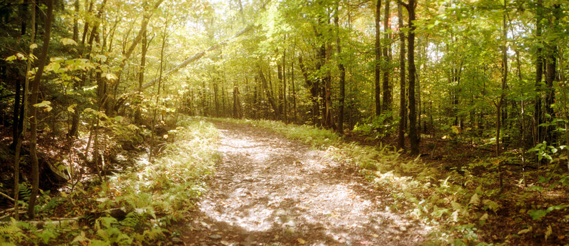 Panoramic trail through the forest of the Catskills in Kaaterskill Falls, New York State, USA.