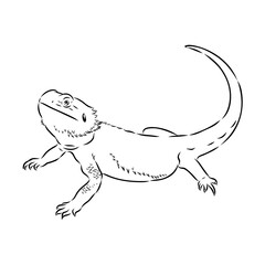Agama Lizard hand drawing vector illustration isolated on white background