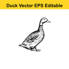 Duck Vector drawing sketch silhouette