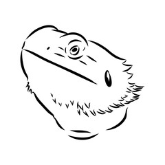 Agama Lizard hand drawing vector illustration isolated on white background