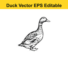 Duck Vector drawing sketch silhouette