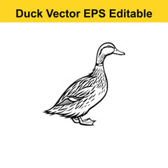 Duck Vector drawing sketch silhouette