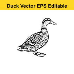 Duck Vector drawing sketch silhouette
