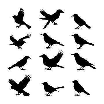 silhouette brids set on white background.