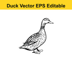 Duck Vector drawing sketch silhouette