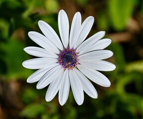 Obraz premium White African daisy, foliage background