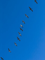Pelicans in flight 