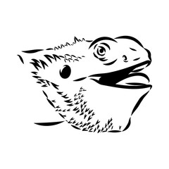Agama Lizard hand drawing vector illustration isolated on white background