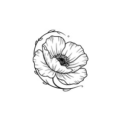 Elegant Line Art Poppy Illustration: Black and White Floral Design