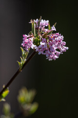 Pink flowers of viburnum bodnanensis on a twig.
