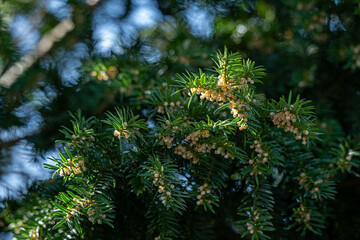 Tiny flowers on a yew tree.
