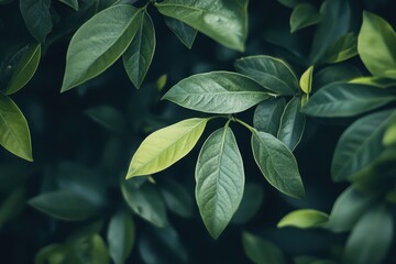 Obraz premium Lush green leaves in a dense cluster