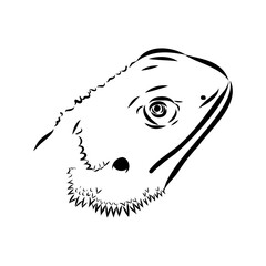 Agama Lizard hand drawing vector illustration isolated on white background