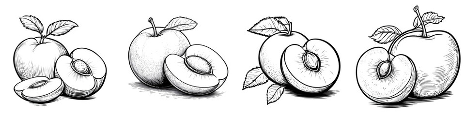 Hand Drawn Plum Fruit Illustration Set – Vintage Style Botanical Fruit Sketch Collection – Isolated on Transparent Background