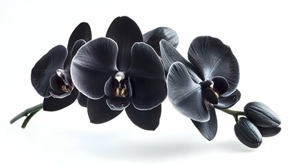 Dark, elegant black orchids grace a pristine white background.