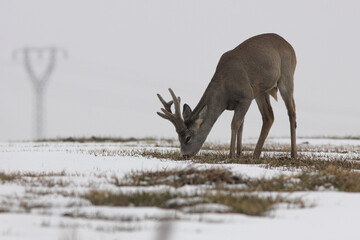 Sarna europejska (Capreolus capreolus) roe deer © Bartosz Rakoczy