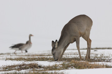 Sarna europejska (Capreolus capreolus) roe deer © Bartosz Rakoczy