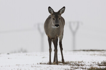 Sarna europejska (Capreolus capreolus) roe deer © Bartosz Rakoczy