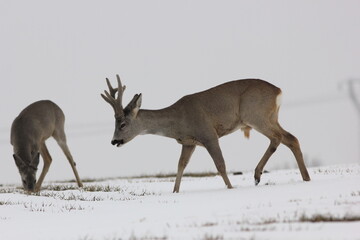 Sarna europejska (Capreolus capreolus) roe deer © Bartosz Rakoczy