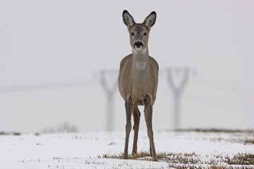 Sarna europejska (Capreolus capreolus) roe deer © Bartosz Rakoczy