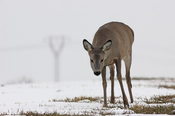 Sarna europejska (Capreolus capreolus) roe deer © Bartosz Rakoczy