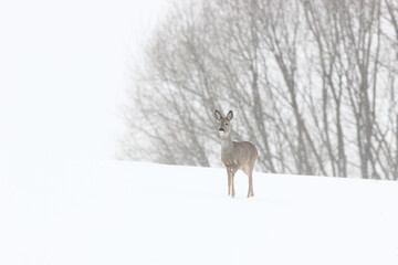 Sarna europejska (Capreolus capreolus) roe deer © Bartosz Rakoczy