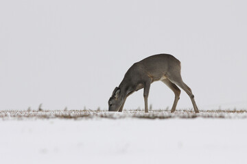 Sarna europejska (Capreolus capreolus) roe deer © Bartosz Rakoczy